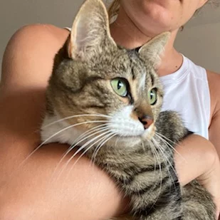 Luciole, chat adopté en 2022 grâce aux ti'chats