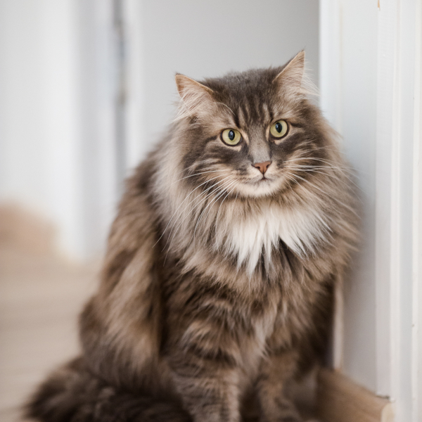 lestichats-lucky-axiane