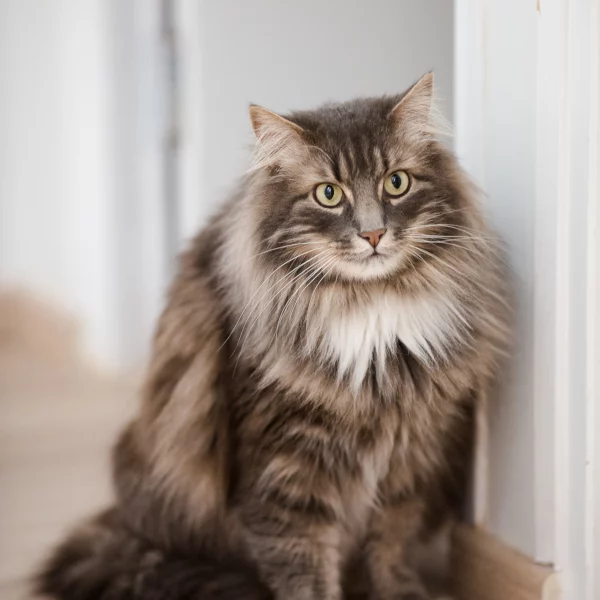 Lucky, chat adopté en 2020 grâce aux ti'chats