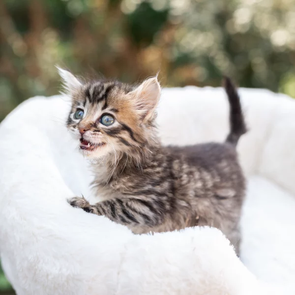 Luigi, chat adopté en 2020 grâce aux ti'chats