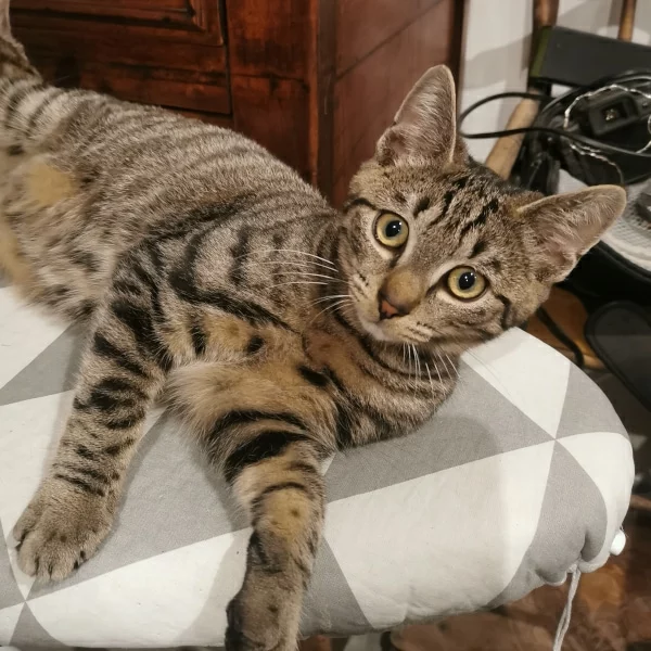 Luke, chat adopté en 2022 grâce aux ti'chats