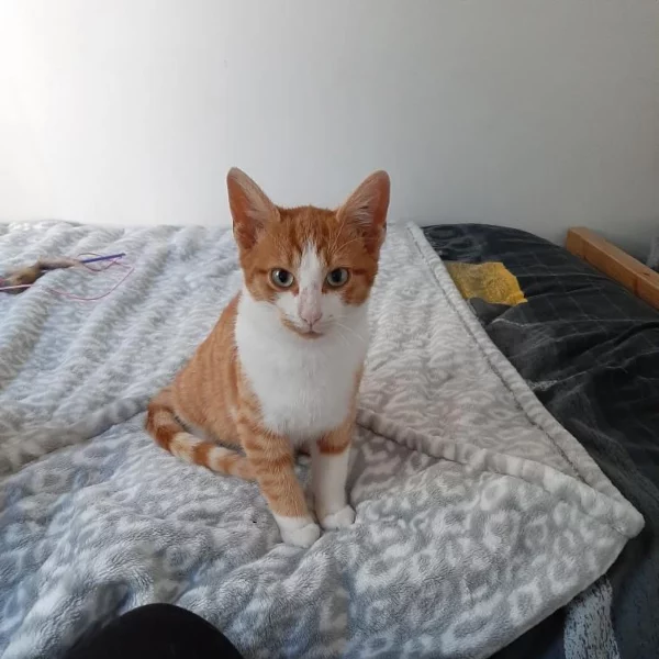 Lupin, chat adopté via Les ti'chats