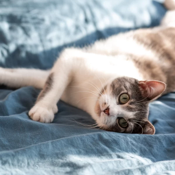 Madame, chat adopté via Les ti'chats