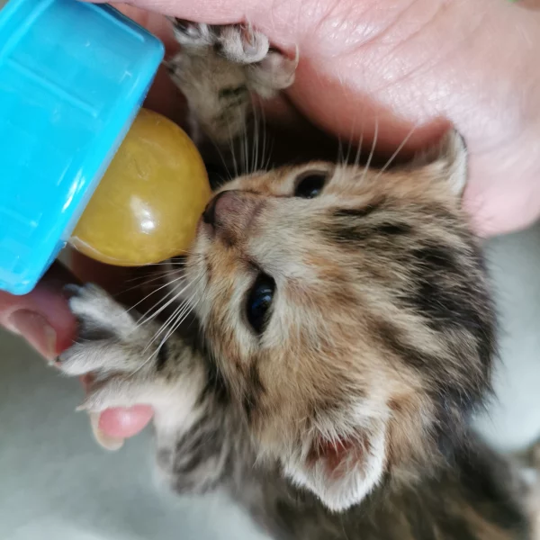 Madi, chat adopté en 2022 grâce aux ti'chats