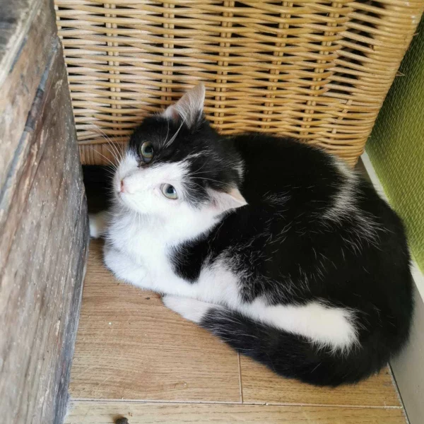 Madrid, chat adopté en 2022 grâce aux ti'chats