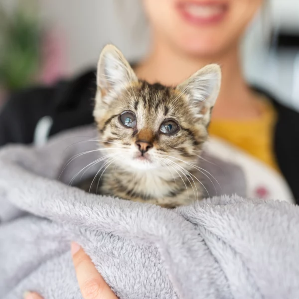 Maïly, chat adopté en 2020 grâce aux ti'chats