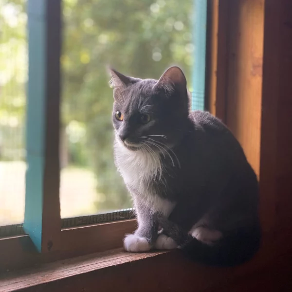 Makino, chat adopté via Les ti'chats