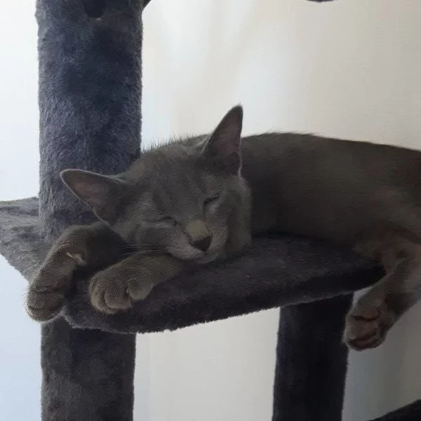 Mallow, chat adopté via Les ti'chats
