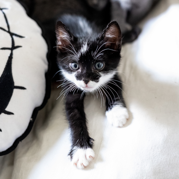 lestichats-malo-axiane