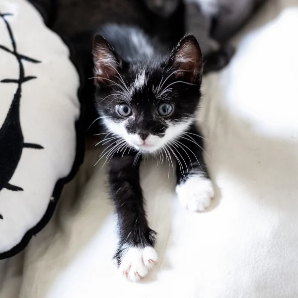 Malo, chat adopté via Les ti'chats