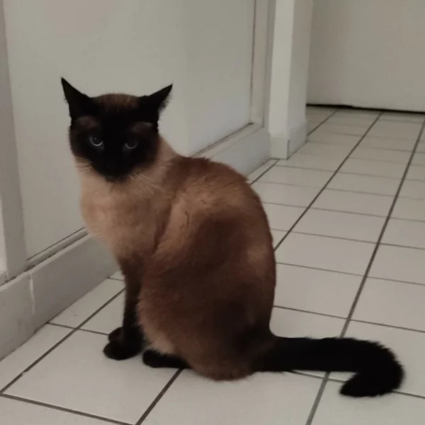 Mambo, chat adopté en 2022 grâce aux ti'chats