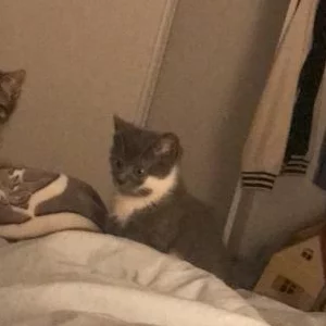 Marie, chat adopté via Les ti'chats