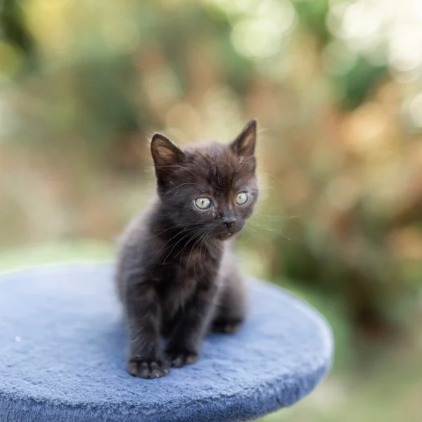Mario, chat adopté en 2020 grâce aux ti'chats