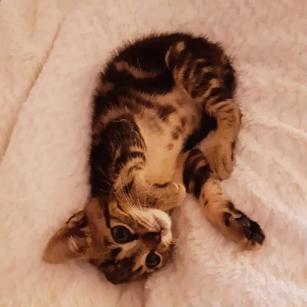 Markus, chat adopté en 2020 grâce aux ti'chats