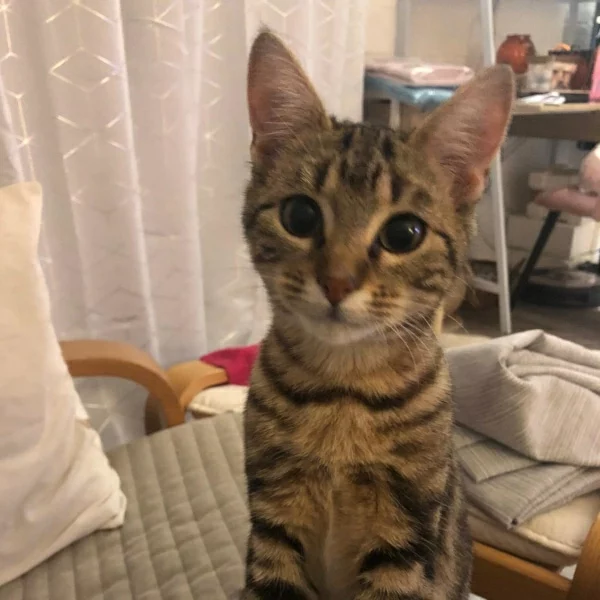 Marma, chat adopté en 2022 grâce aux ti'chats