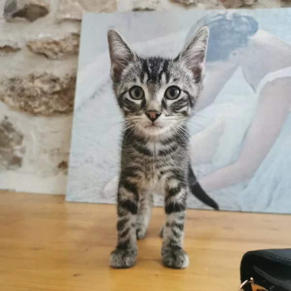 Matisse, chat adopté via Les ti'chats