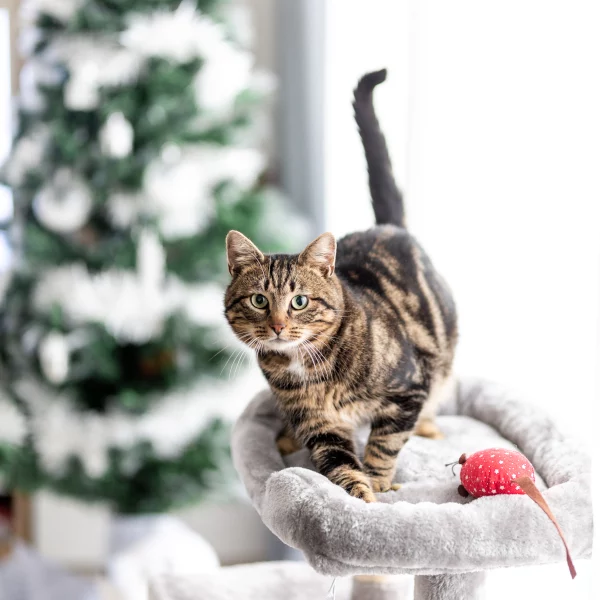 Maugrey, chat adopté via Les ti'chats