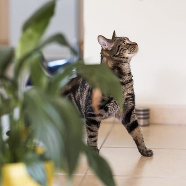 lestichats-max-axiane