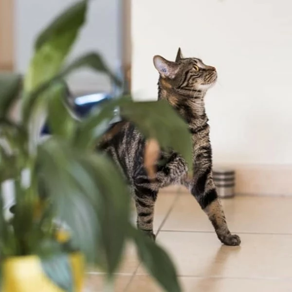 Max, chat adopté via Les ti'chats