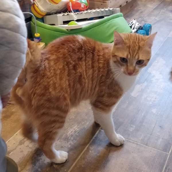Max, chat adopté via Les ti'chats
