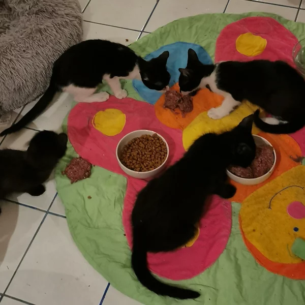 Sherra, chat adopté en 2022 grâce aux ti'chats