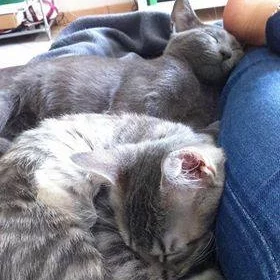 Mel et Tobias, chats adoptés via Les ti'chats