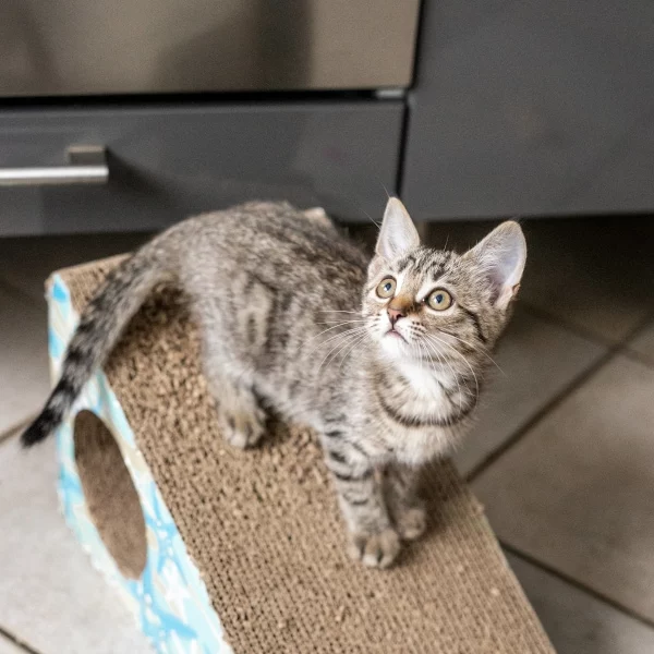 Meleze, chat adopté via Les ti'chats