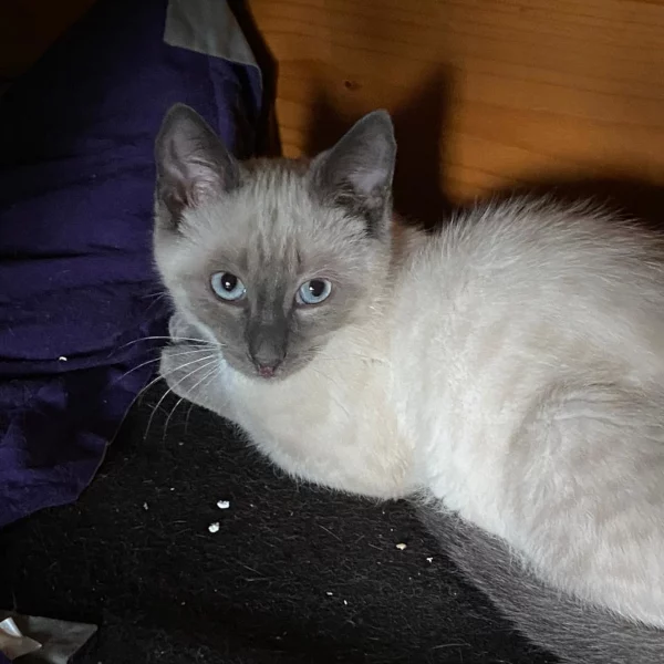 Merry, chat adopté via Les ti'chats