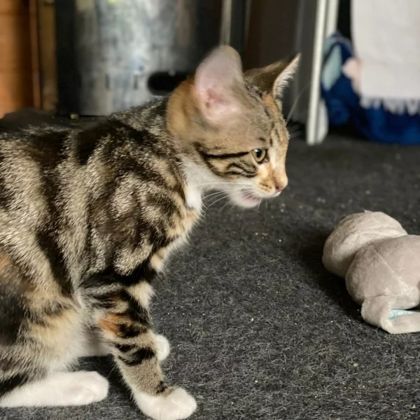 Mevanoui, chat adopté via Les ti'chats
