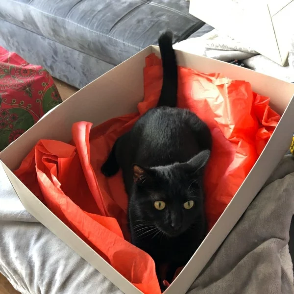 Mew, chat adopté via Les ti'chats