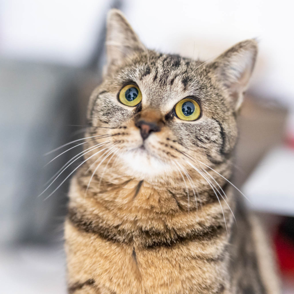 lestichats-midasse-axiane