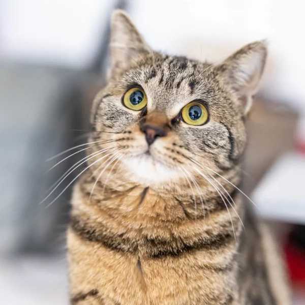 Midasse, chat adopté en 2022 grâce aux ti'chats