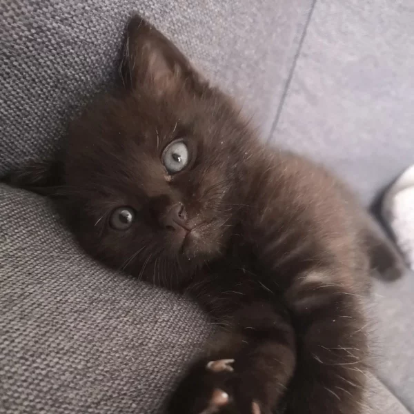 Mikasa, chat adopté en 2022 grâce aux ti'chats