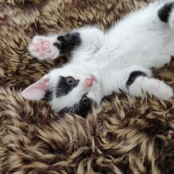 Milie, chat adopté en 2020 grâce aux ti'chats