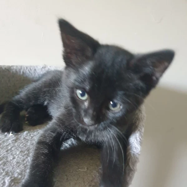 Miller, chat adopté en 2022 grâce aux ti'chats