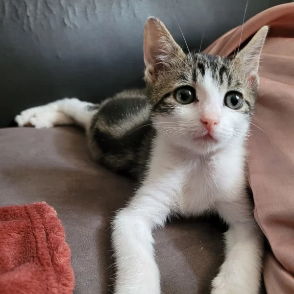 Milord, chat adopté via Les ti'chats