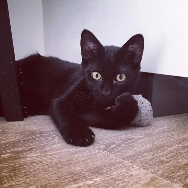 Minuit, chat adopté via Les ti'chats