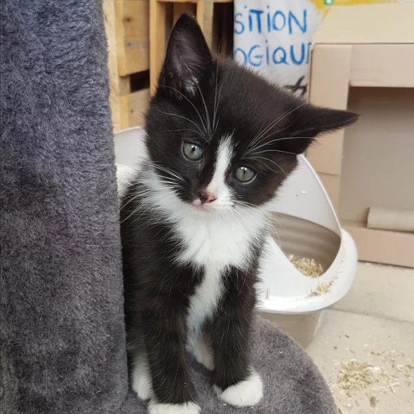 Minuit, chat adopté via Les ti'chats
