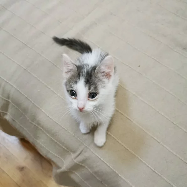 Miro, chat adopté via Les ti'chats