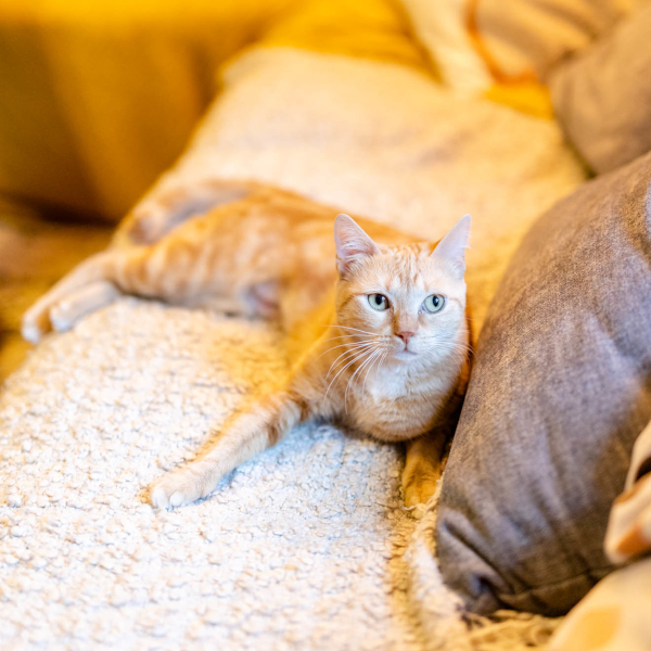 lestichats-missa-axiane