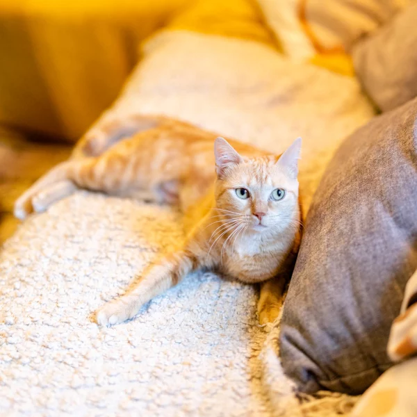 Missa, chat adopté via Les ti'chats