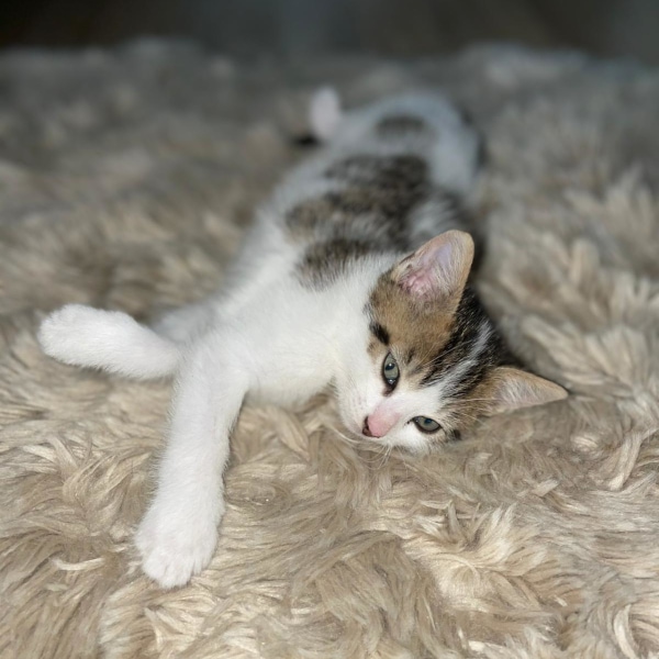 lestichats-mistigris