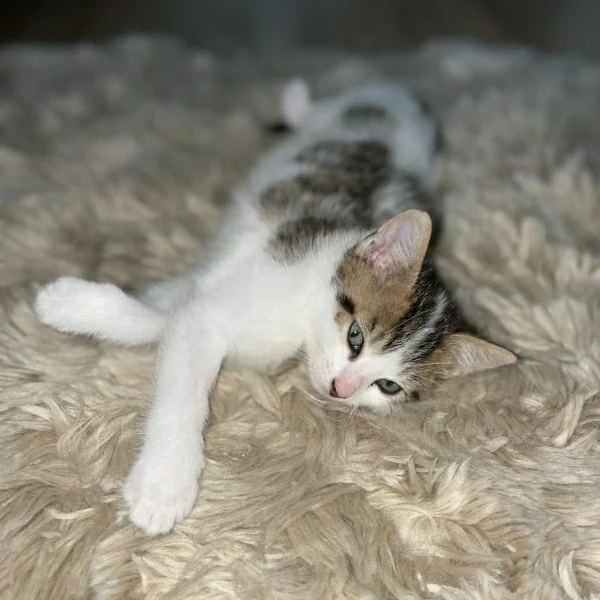 Mistigris, chat adopté via Les ti'chats