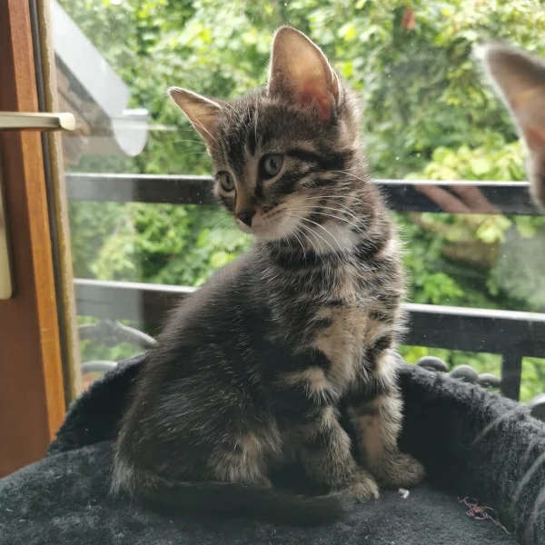 Moliere, chat adopté via Les ti'chats
