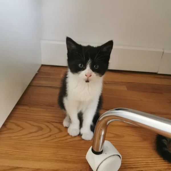 Mollie, chat adopté via Les ti'chats