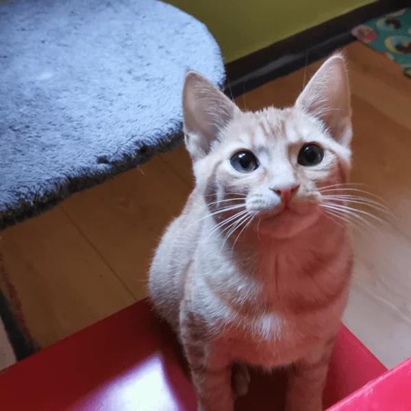 Monke, chat adopté en 2023 grâce aux ti'chats