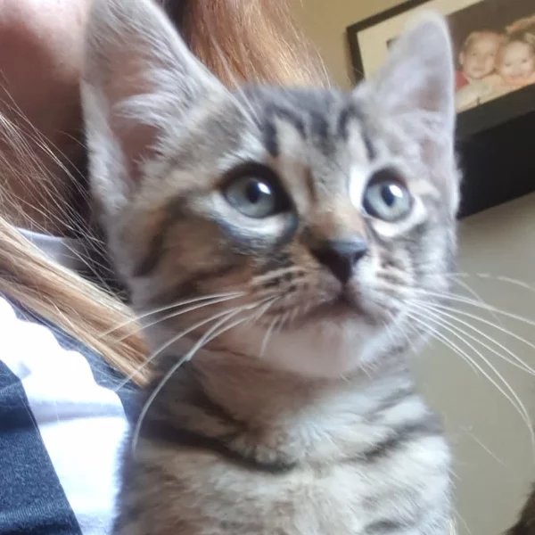 Monty, chat adopté en 2022 grâce aux ti'chats