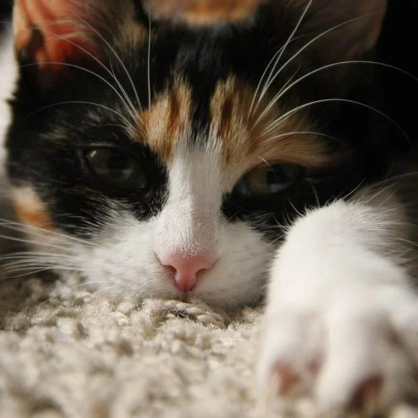 Moog, chat adopté via Les ti'chats