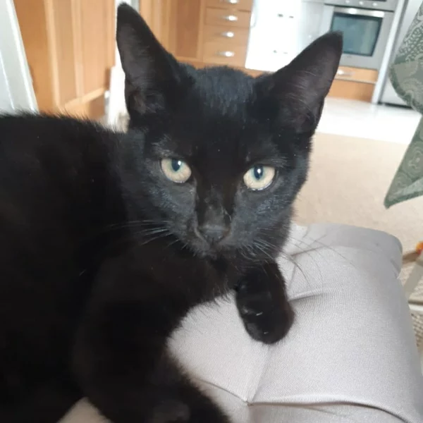 Morgane, chat adopté en 2022 grâce aux ti'chats