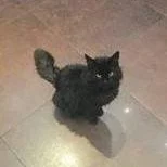 Moumoune, chat adopté via Les ti'chats